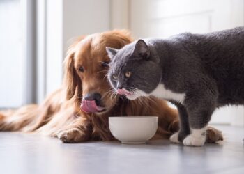 Выбор корма для питомца: какие факторы следует учесть