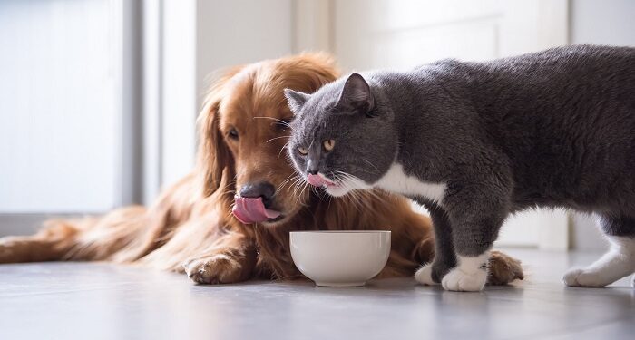 Выбор корма для питомца: какие факторы следует учесть