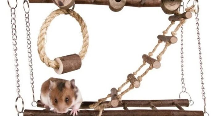 Іграшки для гризунів: забезпечення активності та розваг для вашого маленького друга