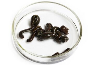 Типы пиявок и правила их применения для лечения различных заболеваний