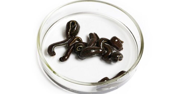 Типы пиявок и правила их применения для лечения различных заболеваний