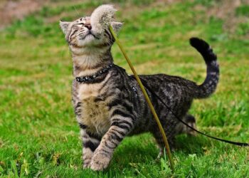 Безпечні прогулянки з котом: вибір правильної амуніції захисту для вашого улюбленця