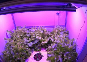 Вирощування в гроубоксі під фітолампами: полуниця