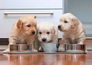 Гігієна та харчування щенят: основні рекомендації для власників