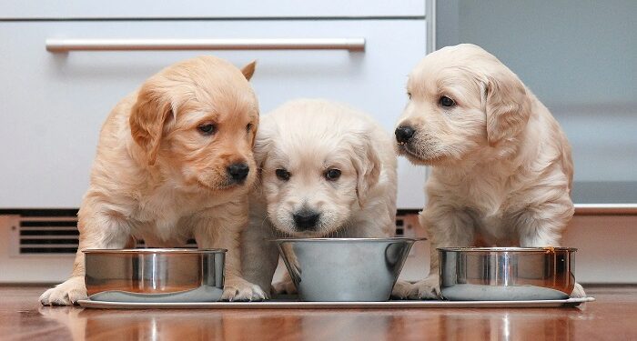 Гігієна та харчування щенят: основні рекомендації для власників